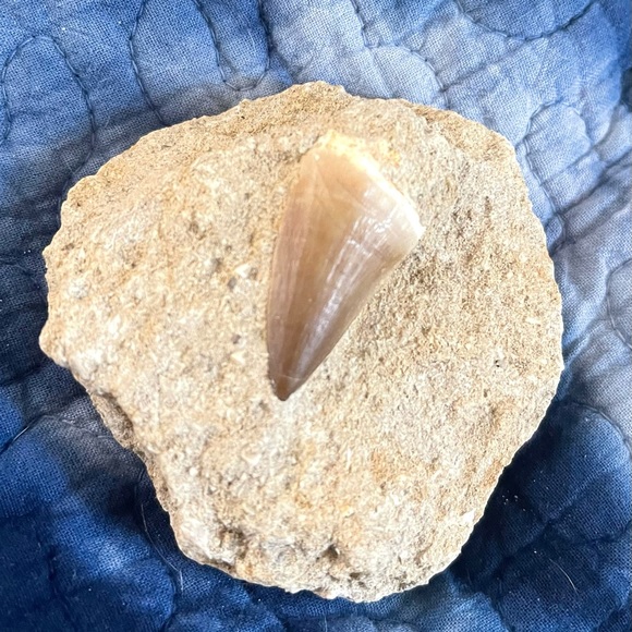 Fossil - Mosasaurus tooth fossil - Picture 6 of 8